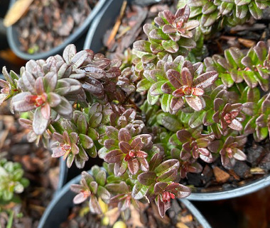 Vaccinium macrocarpum 'Hamilton' 